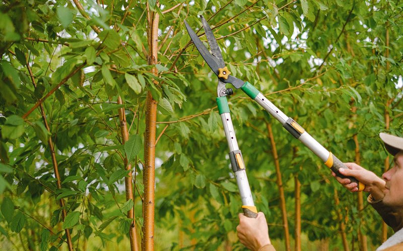 Tree trimming in Stanton, ND