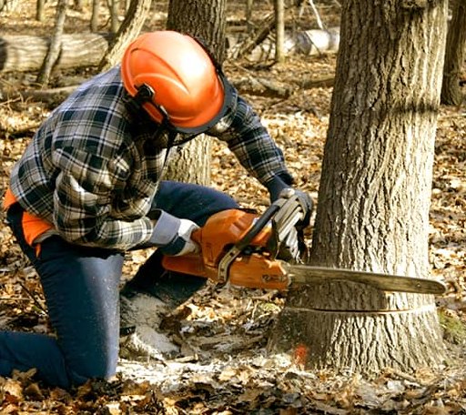 Tree Removal in Stanton, ND
